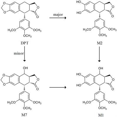 Prediction of Deoxypodophyllotoxin Disposition in Mouse, Rat, Monkey, and Dog by Physiologically Based Pharmacokinetic Model and the Extrapolation to Human